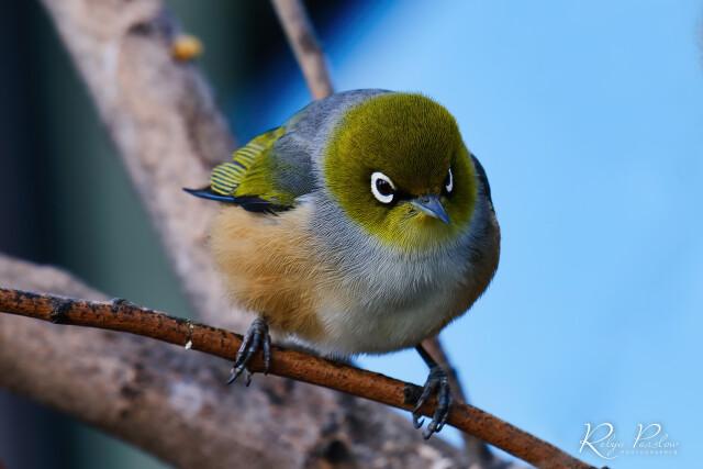 Silvereye 2