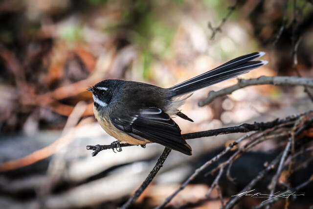 Fantail 5