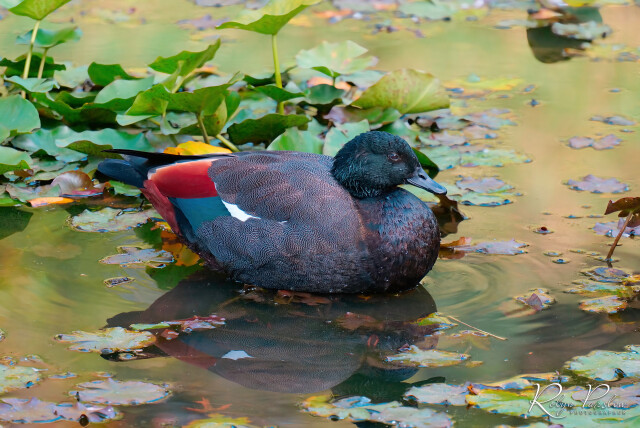 Male Paradise Duck
