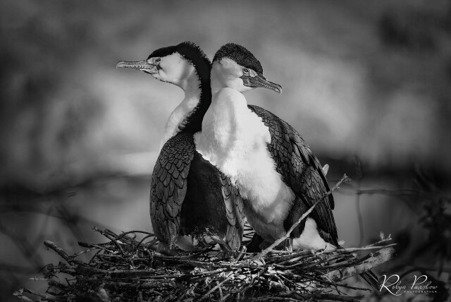 Shags in Nest, bw