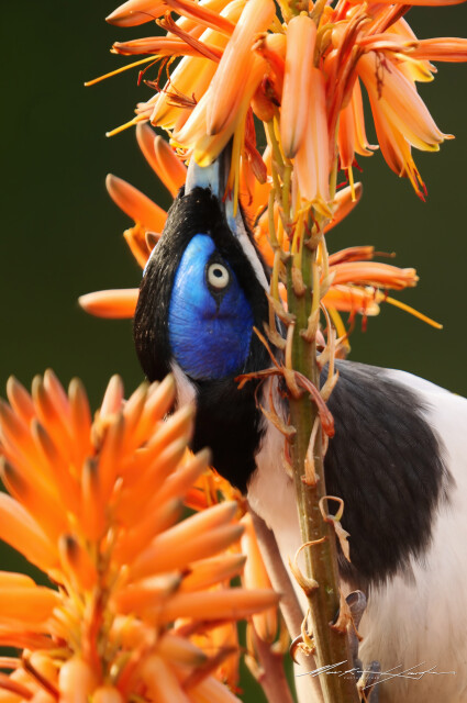Blue Eyed Honey Bird 2