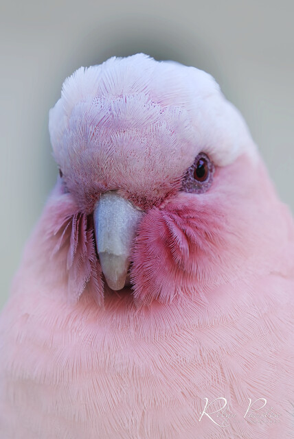 Galah
