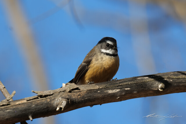Fantail 1