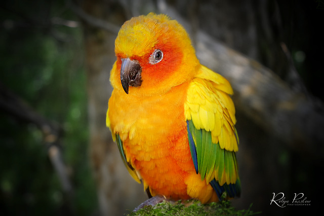 Orange Parrot 2