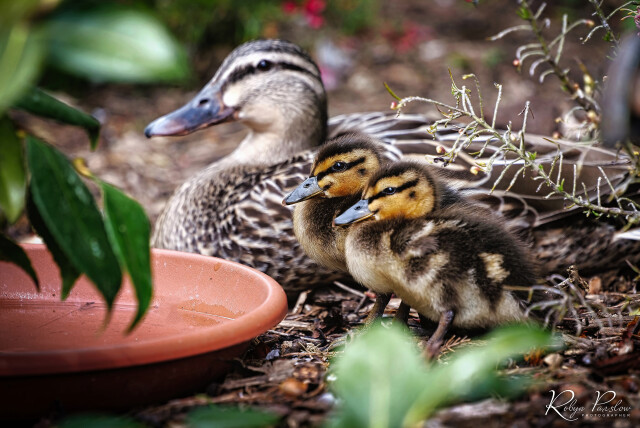 Duck and Ducklings