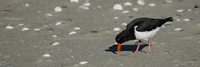 Oyster Catcher 1