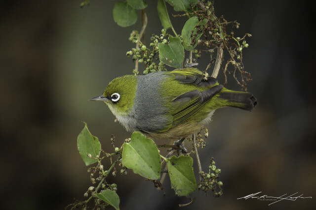 Silvereye 4