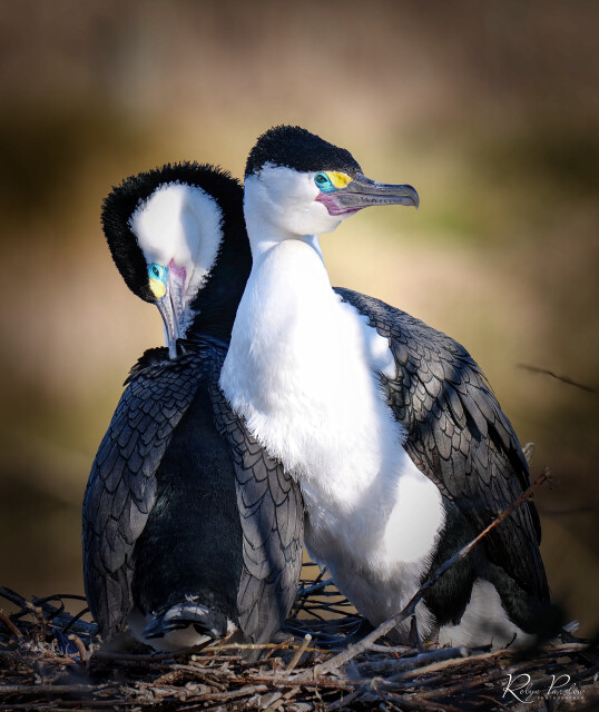 Shags On Nest