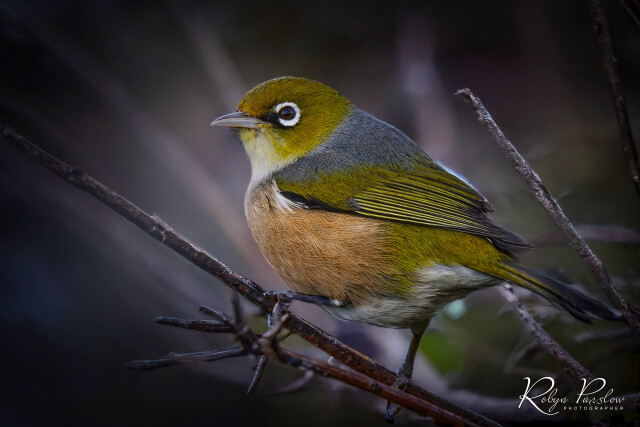 Silvereye 5