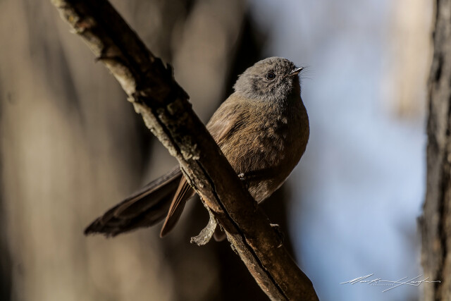 Fantail 3