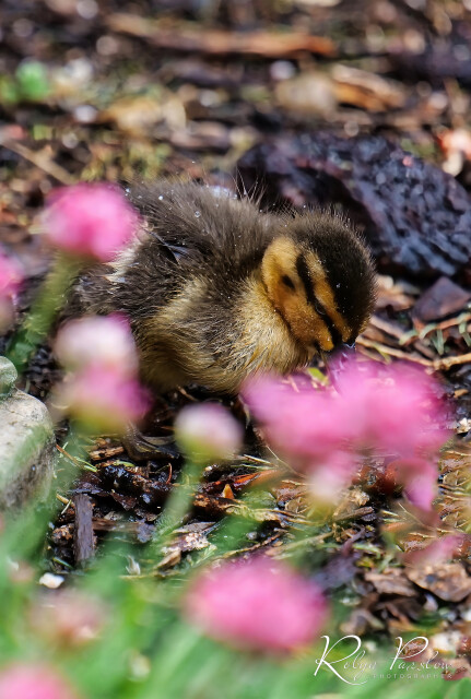 Duckling 2