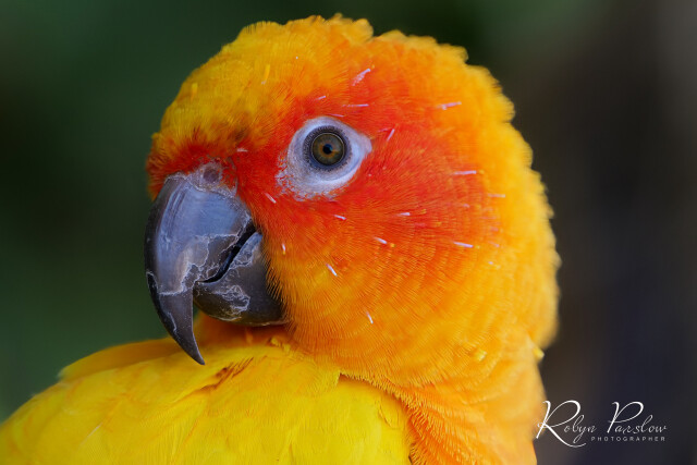 Orange Parrot 1