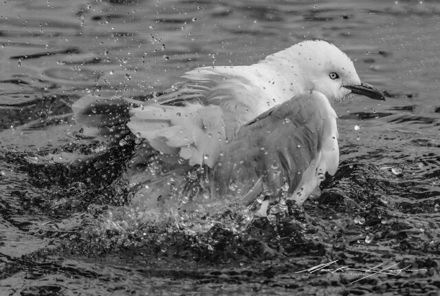 Seagull 1