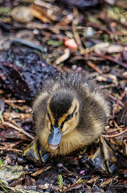 Duckling 1