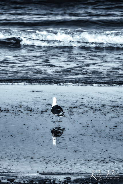 Seagull 4