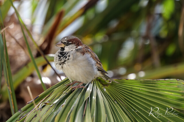 Male Sparrow