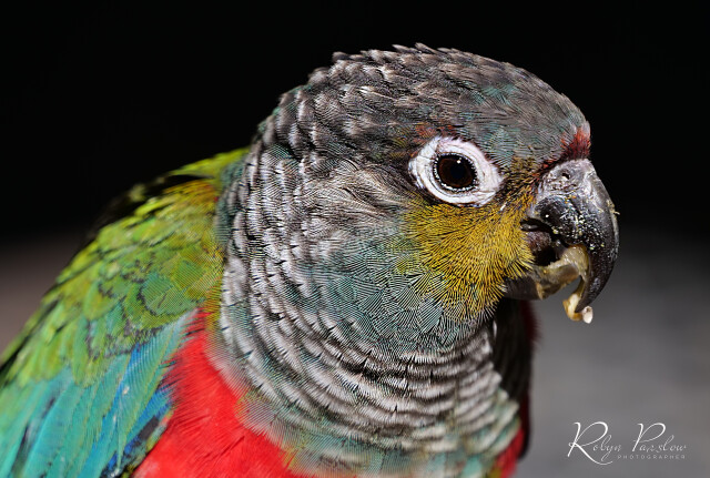 Multi-coloured Parrot
