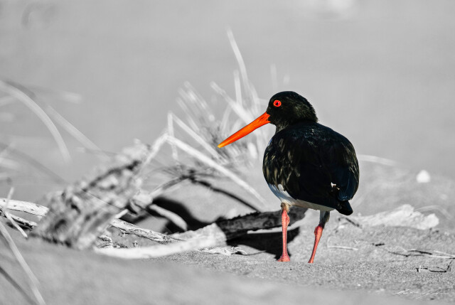Oyster Catcher 2