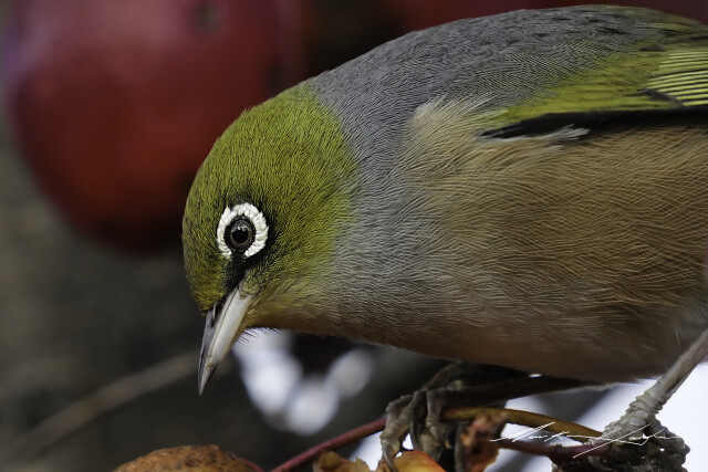 Silvereye 1