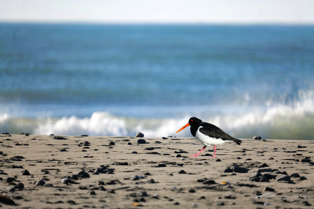 Oyster Catcher 4