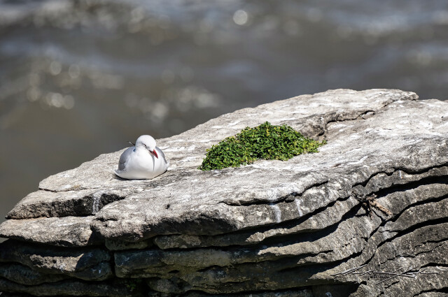 Seagull 2