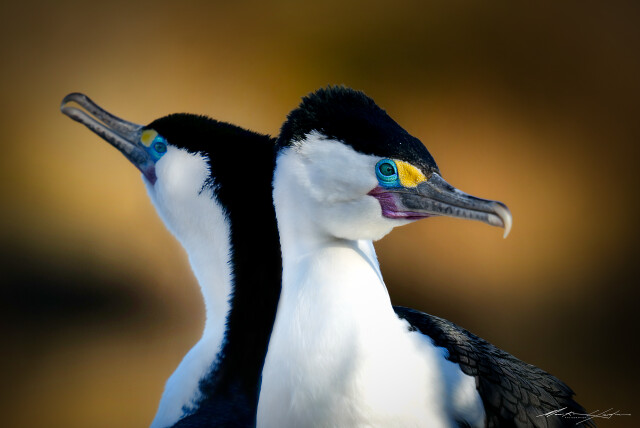 Shag Couple up close
