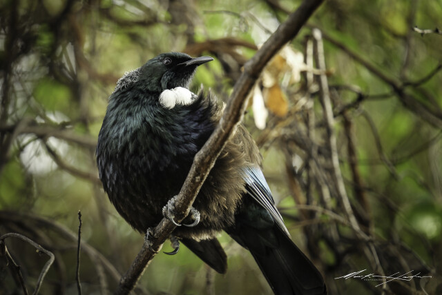 Tui 1