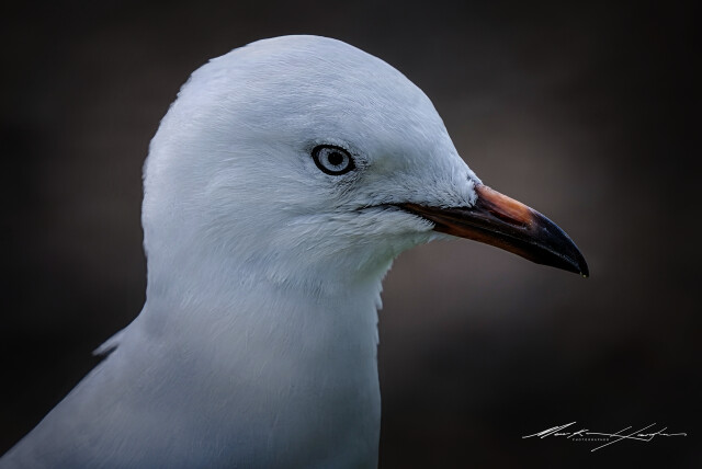 Seagull 3