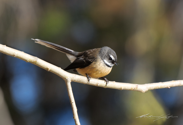 Fantail 2