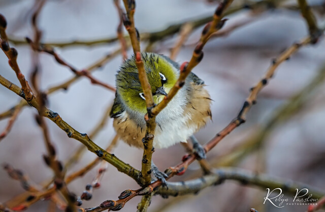 Silvereye 6