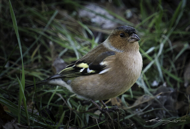 Chaffinch