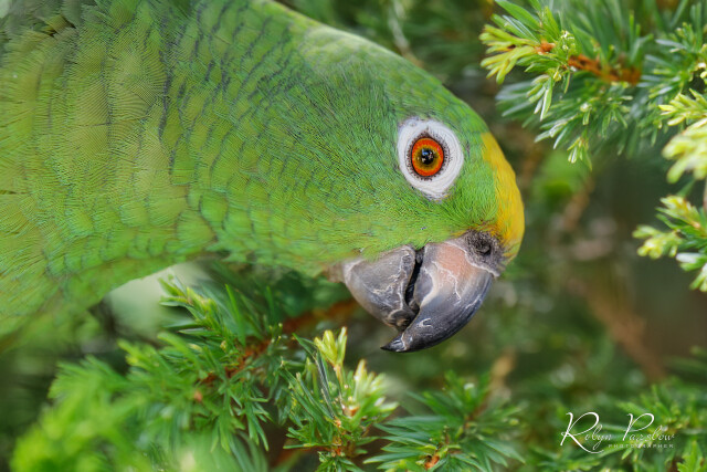 Green Parrot