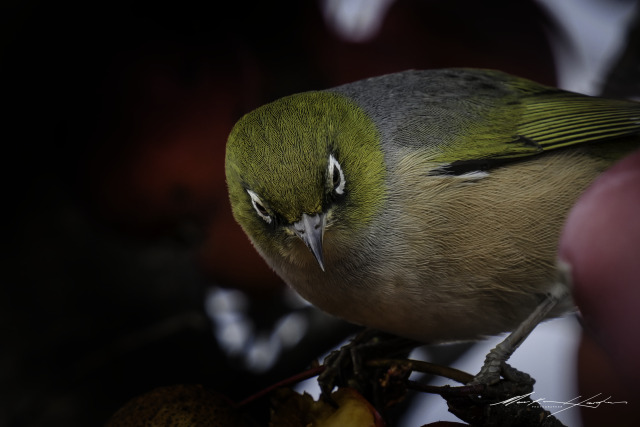 Silvereye 7