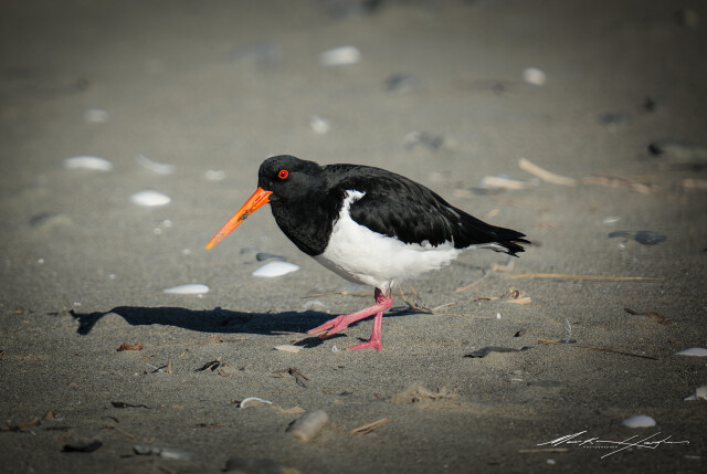 Oyster Catcher 3