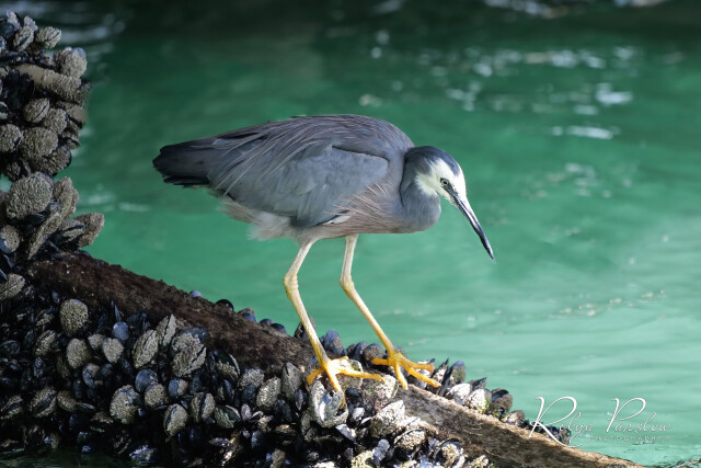 Heron under Wharf 1