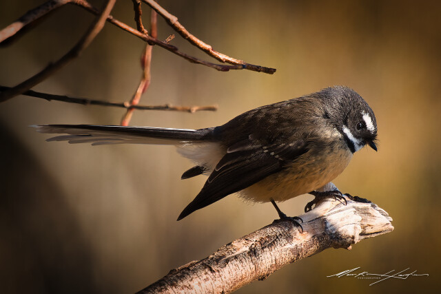Fantail 7
