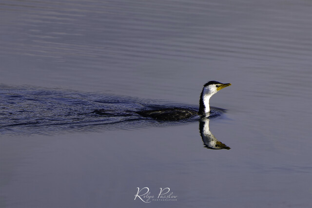 Shag 1