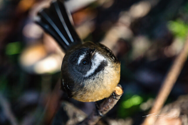 Fantail 6