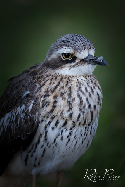 Australian Bird with Feather on Beak