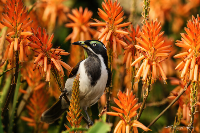 Blue Eyed Honey Bird 1
