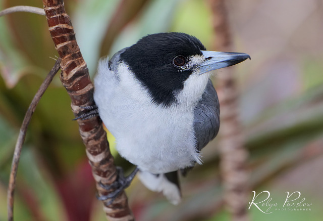 Little Australian Bird