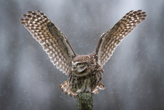 Owl landing in the rain