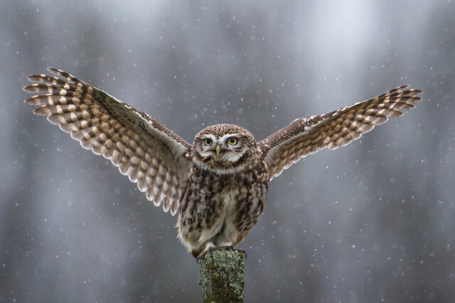 Rain dance - little owl