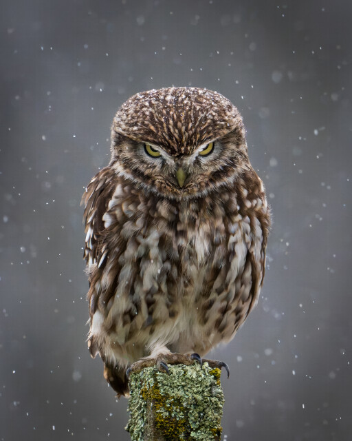Moody Owl