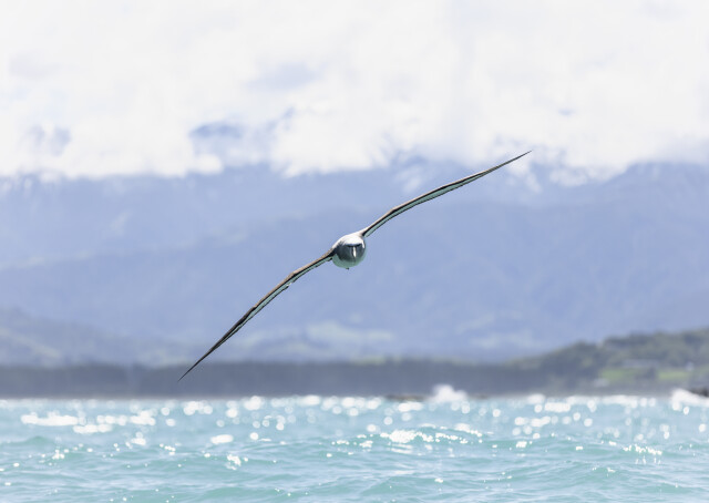 Kaikōura Glider
