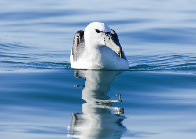 Glassy Albatross