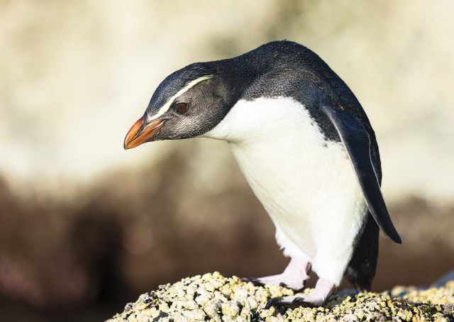 Penguin's Perch