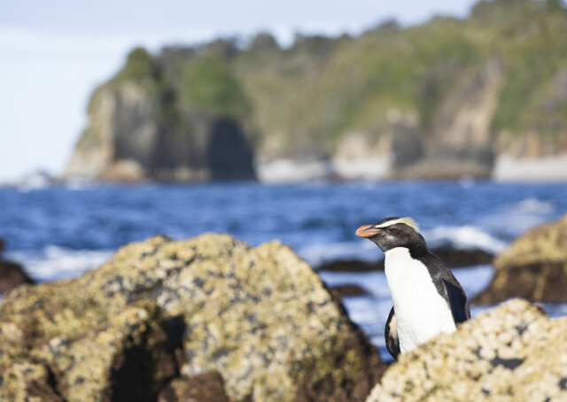West Coast Tawaki