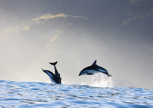 Dancing Duskies