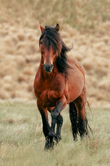 Kaimanawa Horses
